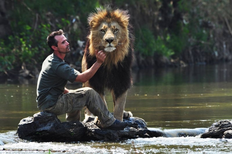 lion whisperer