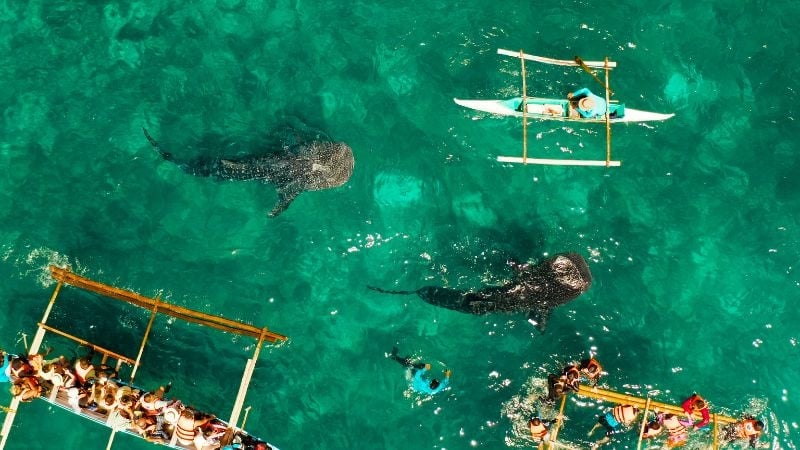 whale sharks in the sea