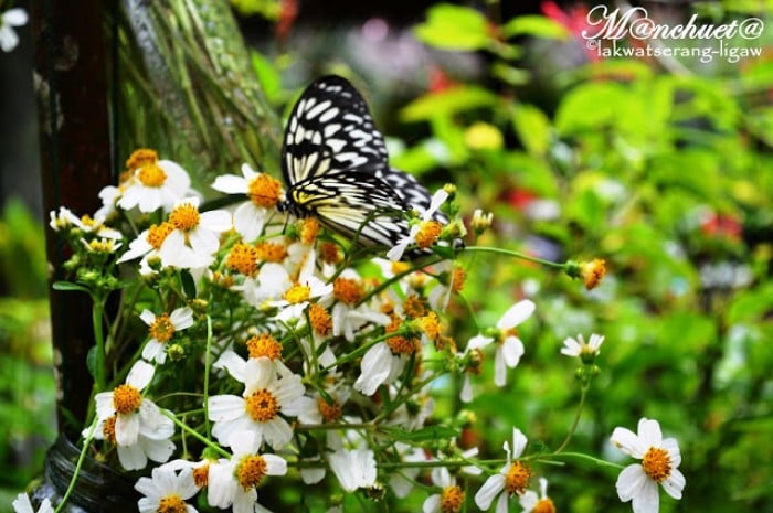 Simply Butterflies Conservation Center