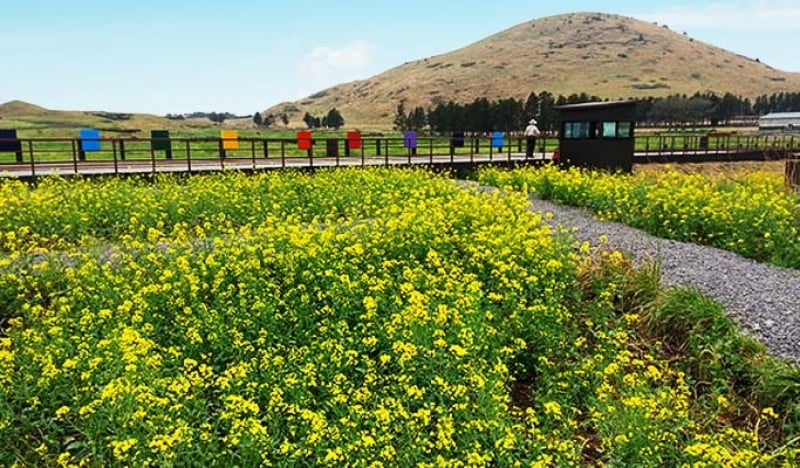 mùa xuân trên đảo Jeju