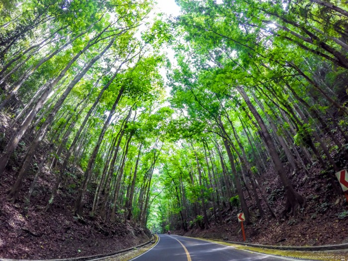 Man-made Mahogany Forest