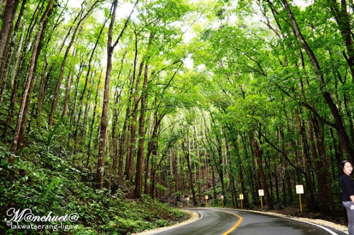 Mahogany Man-Made Forest