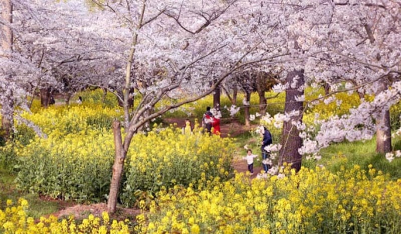 mùa xuân trên đảo Jeju