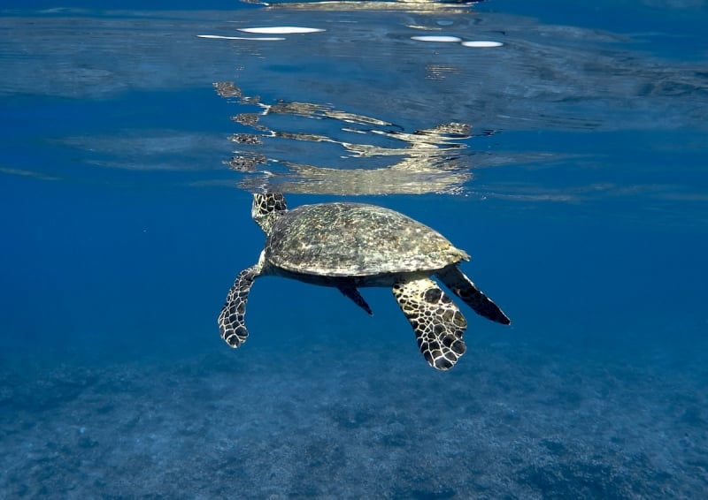 Swimming turtle in Apo Island