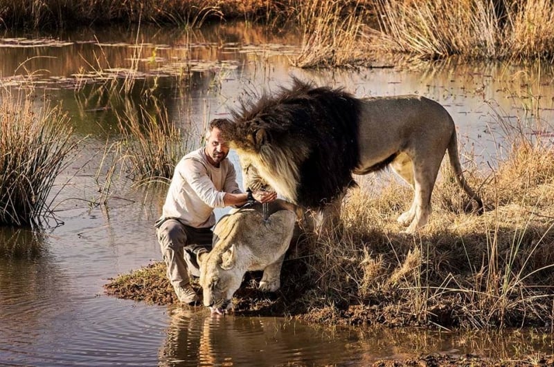 lion whisperer