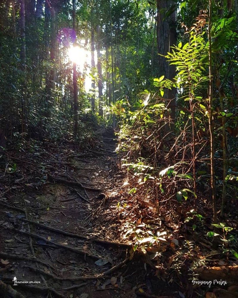 Hutan lipur gunung pulai