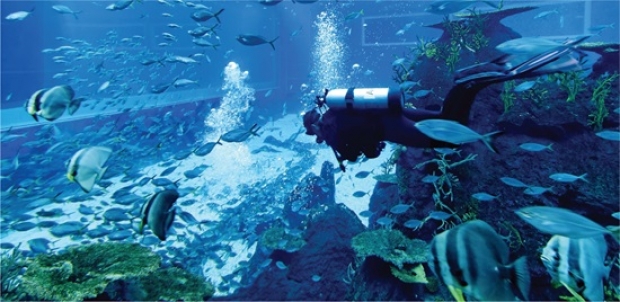 S.E.A. Aquarium Adult One-Day Ticket at SGD36