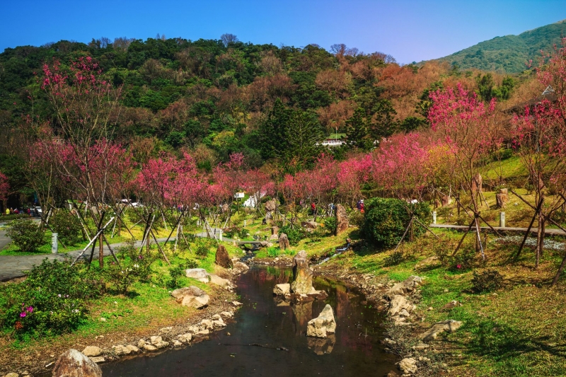 taipei taiwan cherry blossom 2024