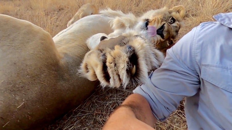 lion whisperer