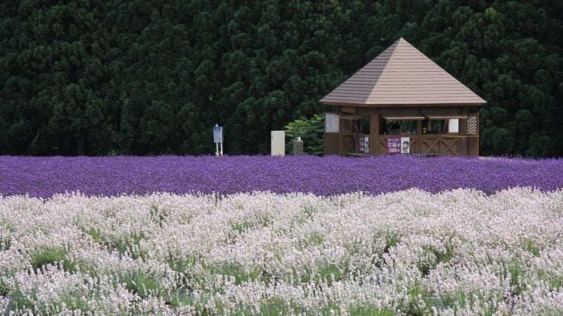 lavender in japan