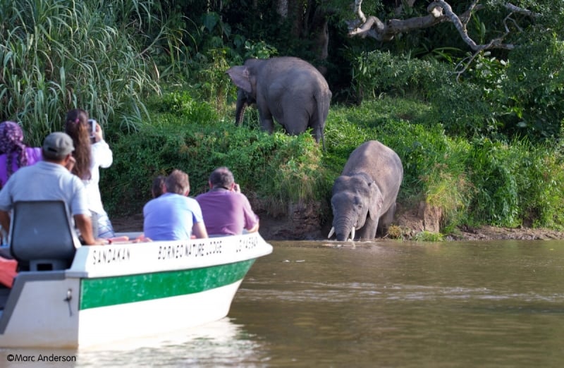 kinabatangan river elephants