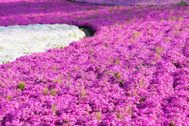 Flower Park in Japan: Fuji Motosuko Resort in Yamanashi