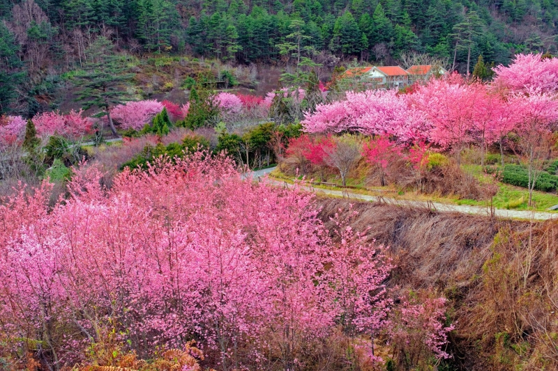 taichung taiwan cherry blossom 2024