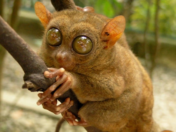 tarsier