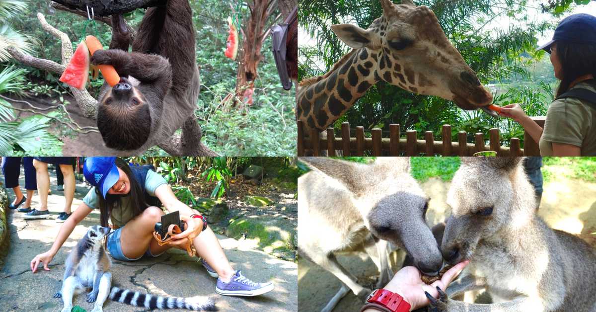 5 Hal yang  Kebun Binatang  Singapura  Lakukan Lebih Baik 