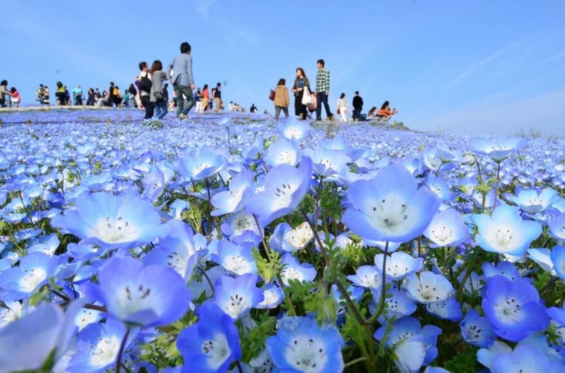 Flower Park in Japan: Hitachi Seaside Park