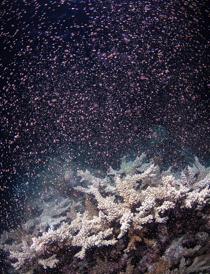 great barrier reef