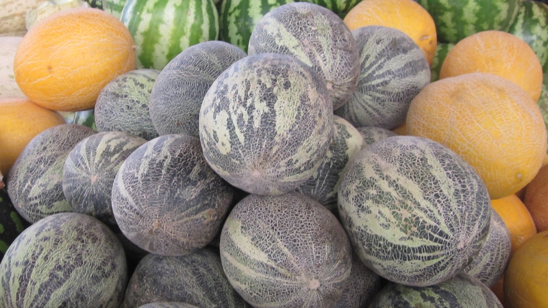 turkmenbashi melons