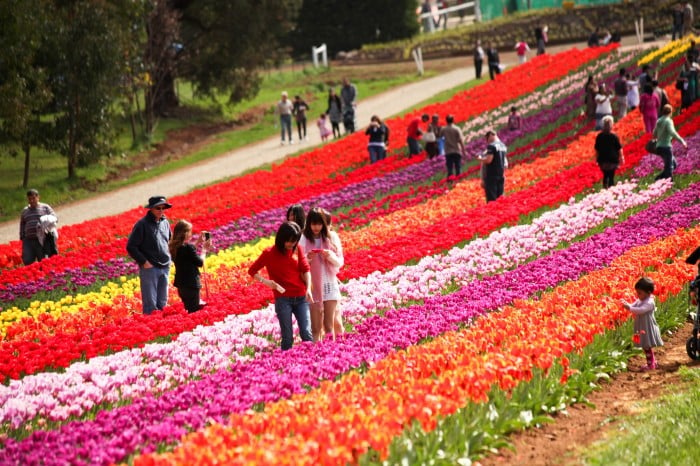 Tesselaar Tulip Festival