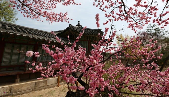 korea cherry blossoms