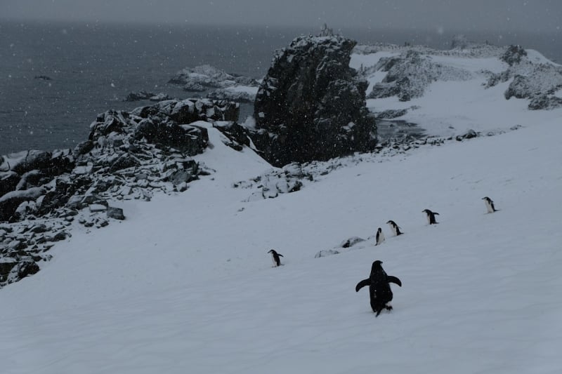 antarctica wildlife