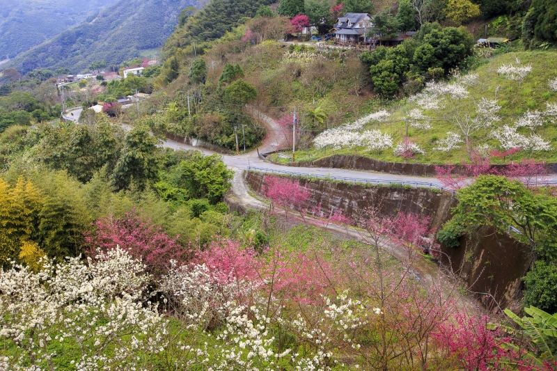 miaoli taiwan cherry blossom 2024