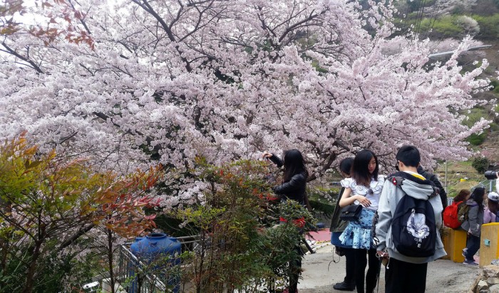 korea cherry blossoms