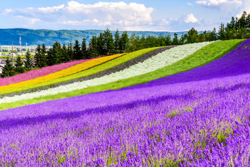 Flower Park in Japan: Farm Tomita