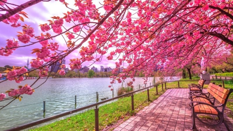 Ueno park cherry blossoms