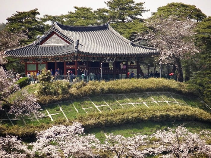 korea cherry blossoms