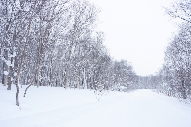 Frost-covered forest White Isle Niseko