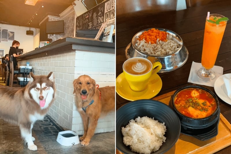 top pet cafes in kl - cubs and cups