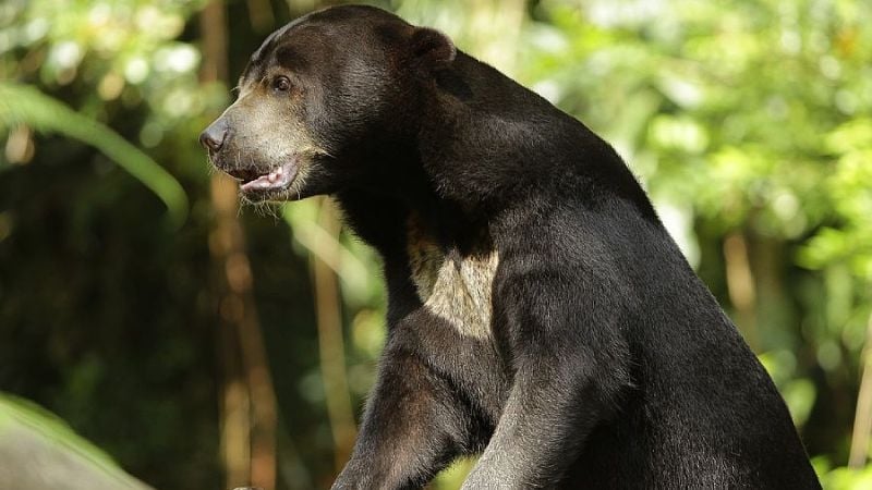 sun bear in Singapore