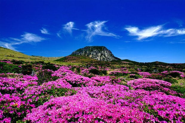 mount hallasan is one of the top Jeju Island attractions