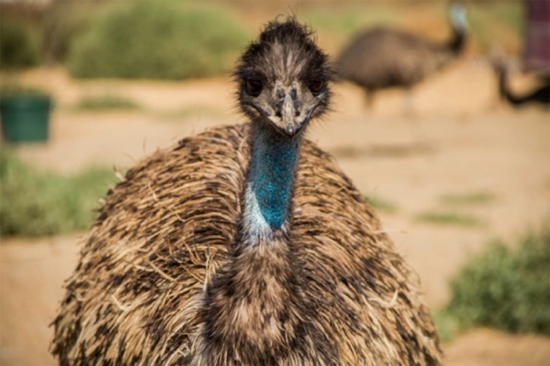close-up shot of an emu