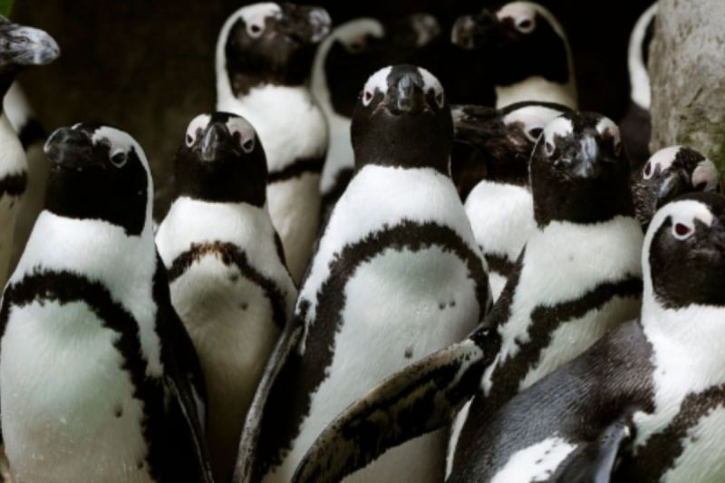 penguins mandai