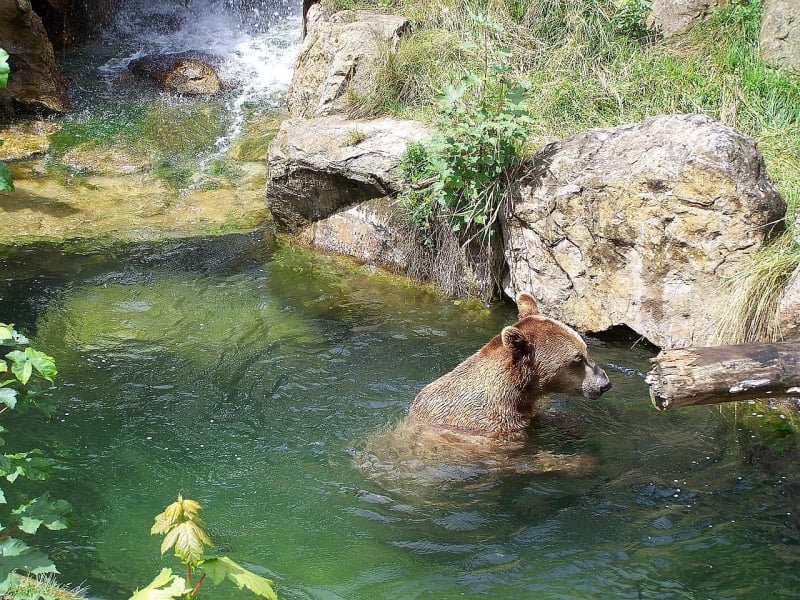 alpine bear