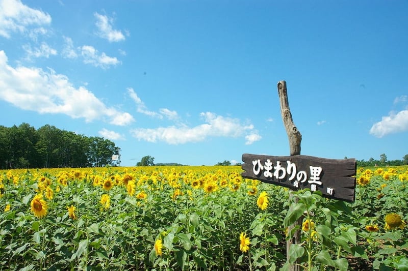 Flower Park in Japan: Hokuryu Sunflower Village