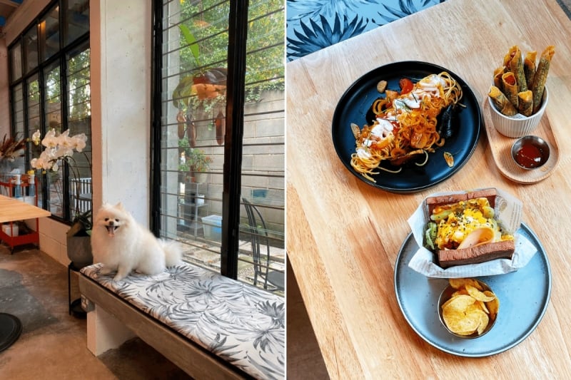 top pet cafes in kl - little chirpy hub