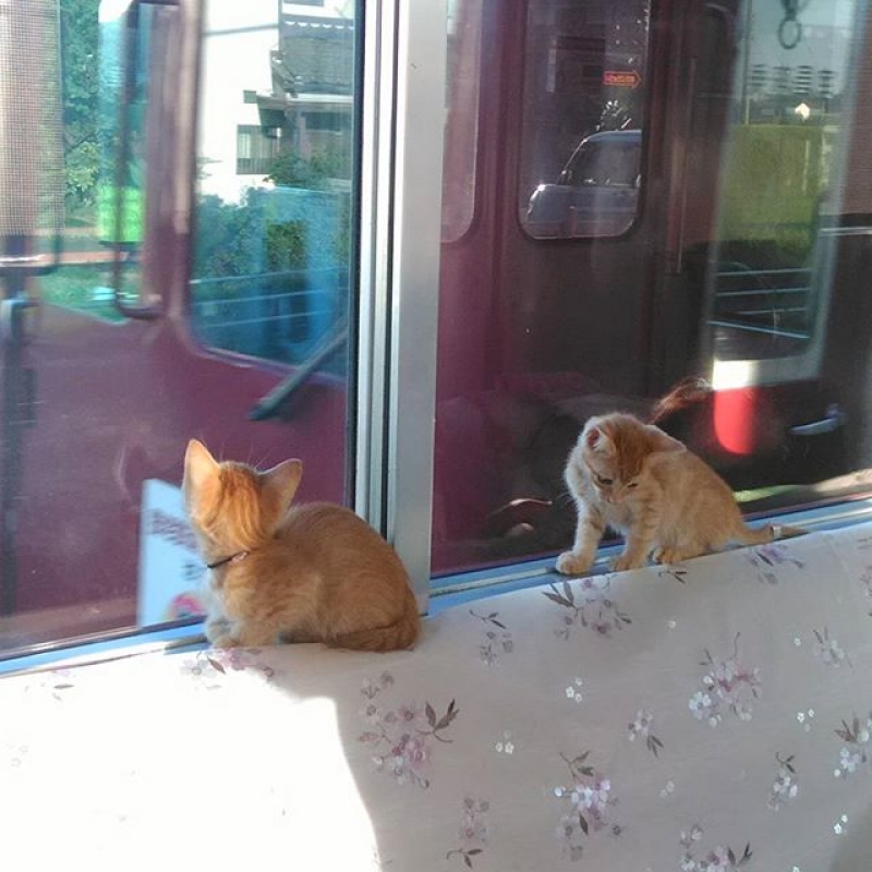 Introducing The World s First Cat  Cafe  Train  in Japan  