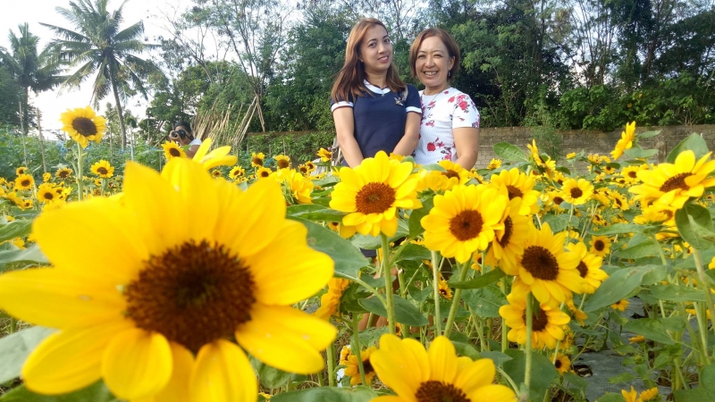 sunflower field candelaria quezon