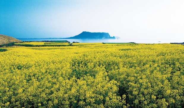 Núi lửa Seongsan Ilchulbong jeju