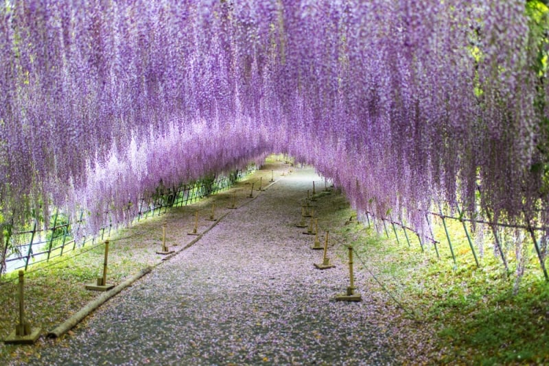 Flower Park Japan: Kawachi Fuji Garden