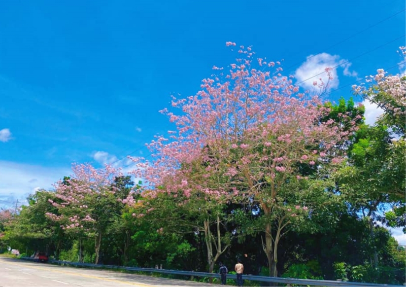 cherry blossom sarangani