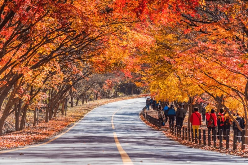 south korea autumn hike