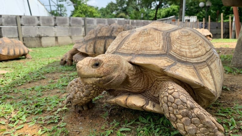 live turtle museum singapore