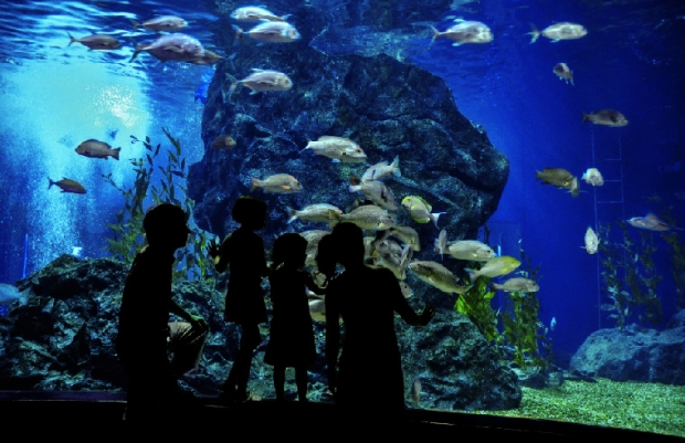 Family KL Aquarium Escapade with Stay at Furama Bukit Bintang
