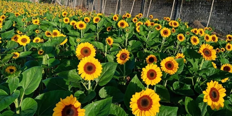 sunflower field candelaria quezon