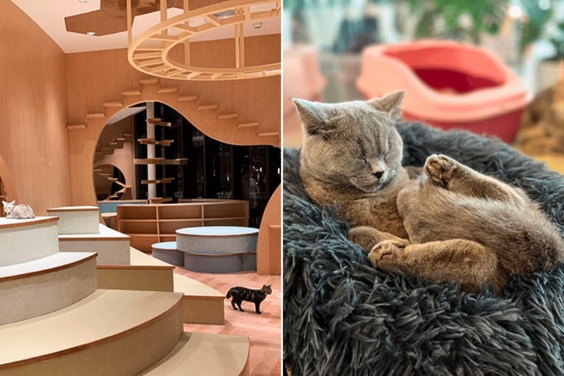 top pet cafes in kl - puchi marry cat cafe