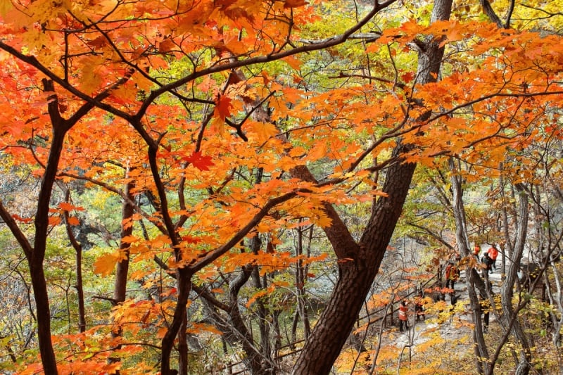 south korea autumn